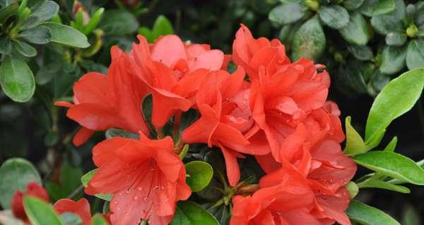 映山红什么品种最好?如何挑选最佳映山红品种?