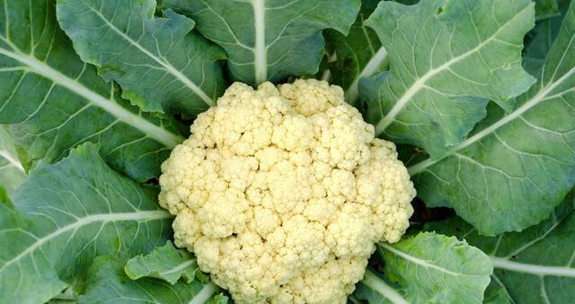 菜花种植的最佳时间和步骤是什么？种植菜花有哪些常见问题？