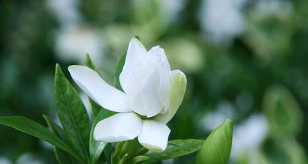 栀子花的寓意与象征意义（传递美好的花语）