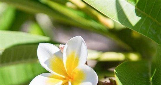 纯洁之花(探寻百合花所代表的纯洁之美) 纯洁之花(探寻百合花所代表的纯洁之美)