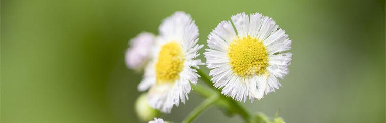 纯洁之花(探寻百合花所代表的纯洁之美) 纯洁之花(探寻百合花所代表的纯洁之美)