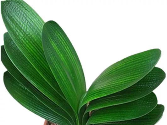 君子兰用什么肥料好？如何正确施肥促进生长？