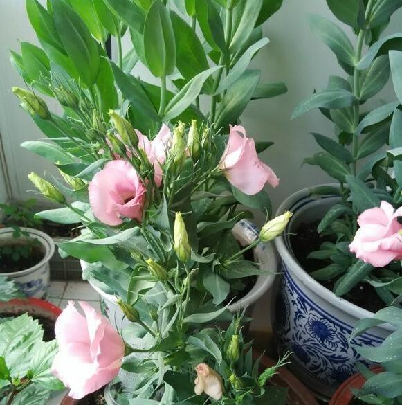 洋桔梗扦插后多久能生根？如何加速生根过程？