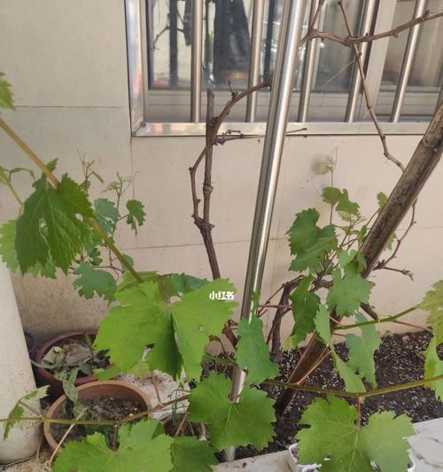 葡萄树会开花吗？通常在几月份开花？