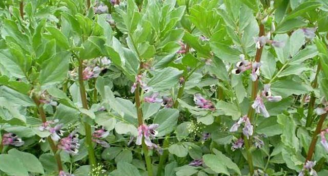 蚕豆怎么种植?最佳种植时间是什么时候?