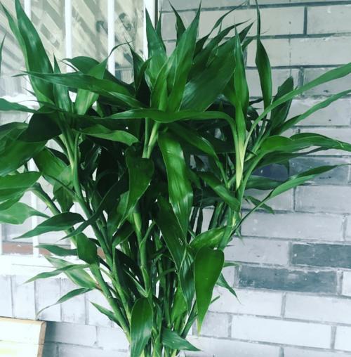 倒挂金钟的风水寓意与摆放位置(揭秘倒挂金钟带来的财运与福气)