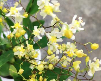 文心兰四季开花吗？如何实现全年持续开花？