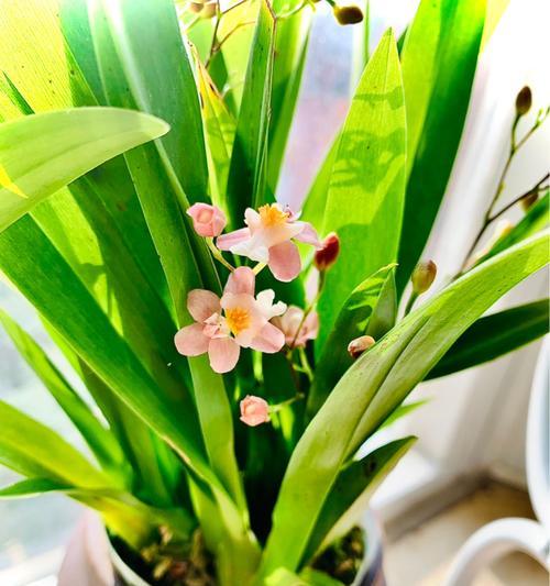 文心兰四季开花吗？如何实现全年持续开花？