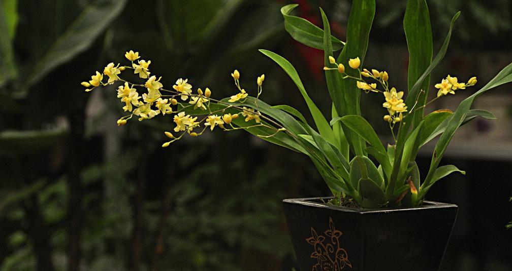 文心兰四季开花吗？如何实现全年持续开花？