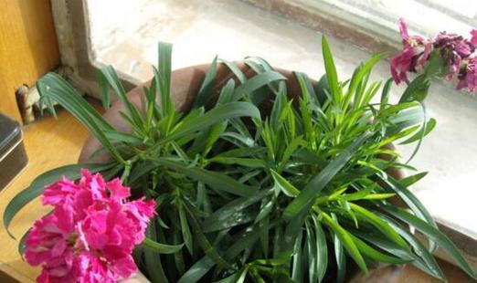 康乃馨开花后怎么处理？如何延长花期和促进再次开花？