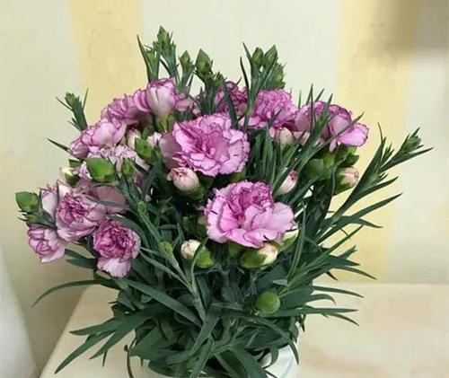 康乃馨开花后怎么处理？如何延长花期和促进再次开花？