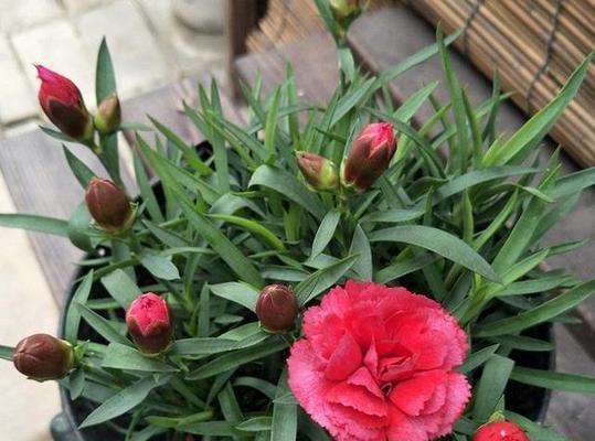 康乃馨开花后怎么处理？如何延长花期和促进再次开花？