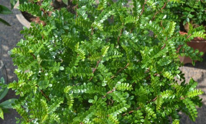 清香木养殖方法有哪些？需要注意哪些事项？