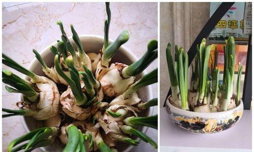 水仙花什么时候种植最好？种植后生长周期是多久？