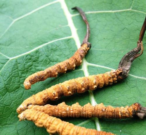 冬虫夏草哪里产的最好？如何辨别优质产地的冬虫夏草？