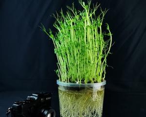 无土栽培的植物有哪些？如何选择适合的植物进行无土栽培？