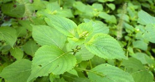 苏麻的功效与作用是什么？如何正确食用苏麻？_花植网