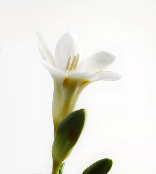 香雪兰花语含义解析(雅致脱俗的花卉)