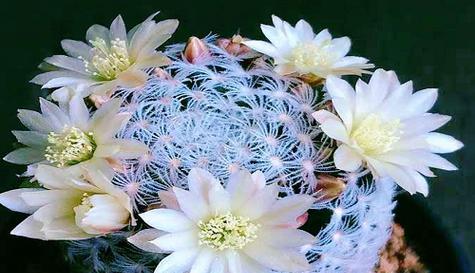 仙人掌花语与寓意的奥秘（揭开仙人掌花的神秘面纱）