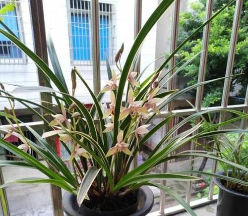 兰花施肥指南：喜肥吗以及推荐肥料类型是什么？