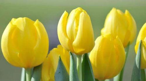 七彩郁金香花语-花开如梦（以不同颜色郁金香传递的深情与喜悦）