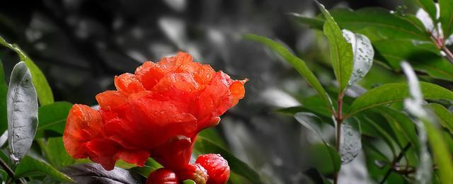 花石榴花期是什么时候？如何正确判断花期？