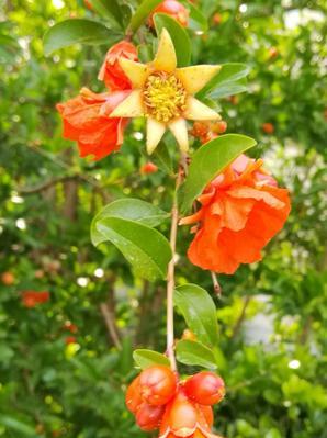 花石榴花期是什么时候？如何正确判断花期？