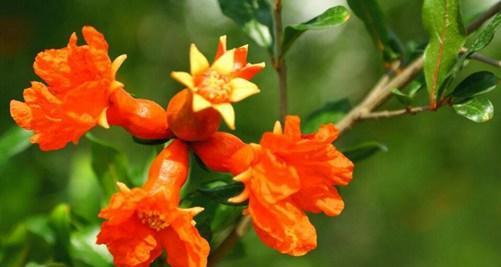 花石榴花期是什么时候？如何正确判断花期？