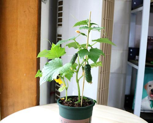 盆栽番茄一盆种几颗最合适？种植密度对生长有何影响？