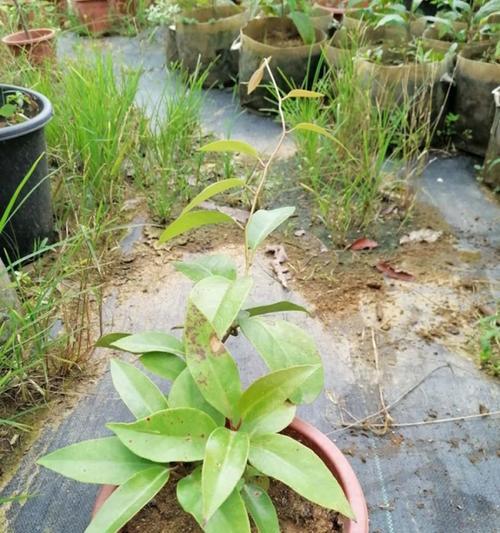 黑老虎开花时间是什么时候？如何正确养护以促进开花？