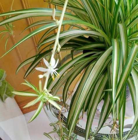 叶兰怎么养才能更旺盛?有哪些技巧可以促进叶兰生长?_花植网