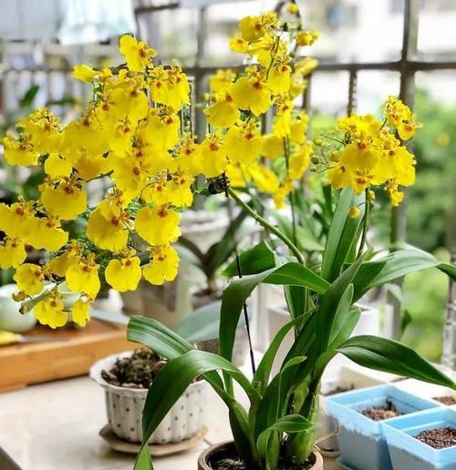 叶兰怎么养才能更旺盛?有哪些技巧可以促进叶兰生长?_花植网