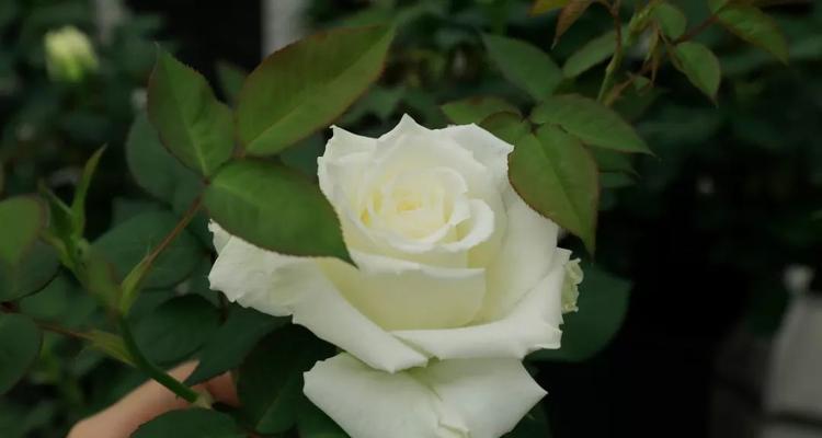 家里可以种白玫瑰吗？白玫瑰种植的条件和注意事项是什么？
