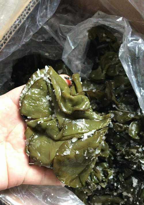 石莼属于藻类植物吗？它的分类和特性是什么？