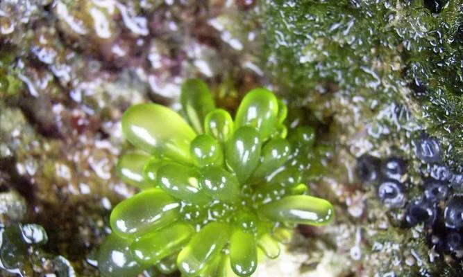 石莼属于藻类植物吗?它的分类和特性是什么?_花植网