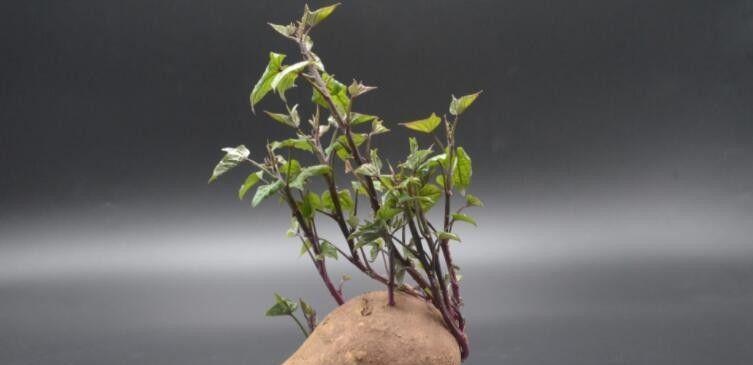 山芋生芽了还能吃吗？如何安全食用？