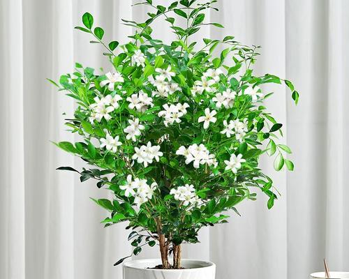 九里香家庭养殖方法有哪些？如何解决常见问题？