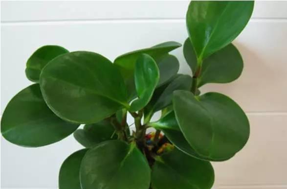 青叶碧玉怎么养？养殖过程中应注意哪些问题？