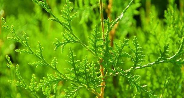 生侧柏叶的功效与作用是什么？如何正确使用？