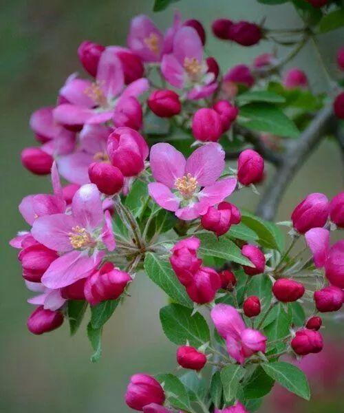 金钟花——热情与爱的象征（金钟花花语探秘）