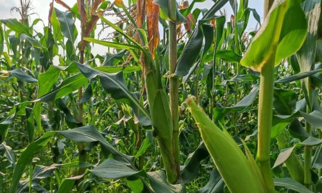 玉米什么时候成熟？采摘上市时间表是怎样的？