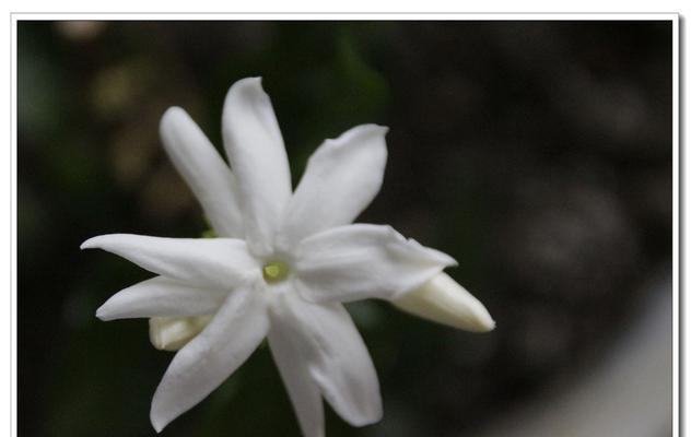 茉莉花(茉莉花的花语和浪漫传说)
