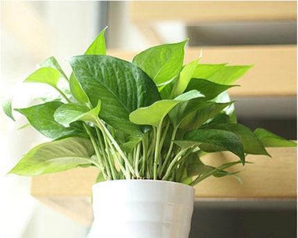 绿萝用多大的盆最合适？盆栽绿萝的尺寸选择指南？