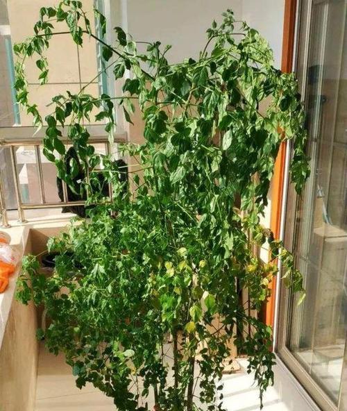 幸福树可以种在院子里吗？院子里种植幸福树的注意事项是什么？