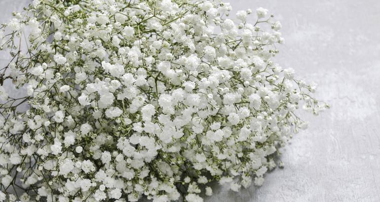 满天星花语（绽放着爱意和希望的满天星花）