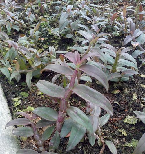 铁皮石斛一年开几次花？如何促进其开花？