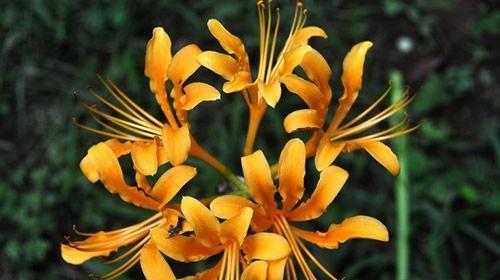 曼陀罗花——独特之美（探寻曼陀罗花的花语与神秘）