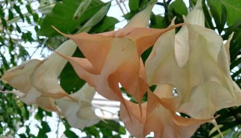 曼陀罗花——独特之美（探寻曼陀罗花的花语与神秘）