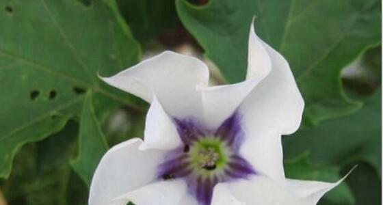 曼陀罗花——独特之美（探寻曼陀罗花的花语与神秘）