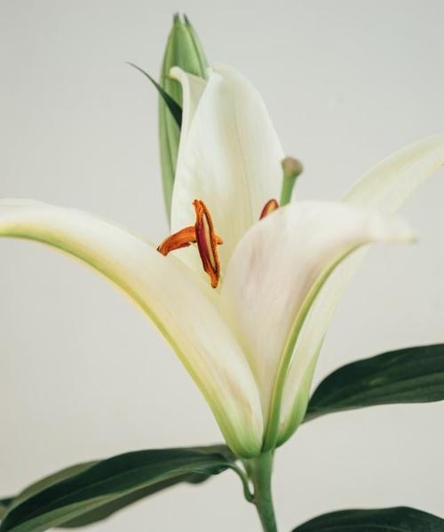 百合花的象征意义及传统文化内涵(从古至今)